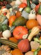 Harvest