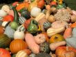 Harvest