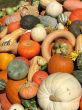 Harvest