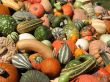 Harvest