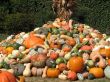 Harvest