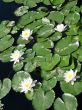 Water lilies