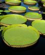 Water-platter
