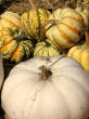 Harvest