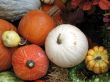 Harvest
