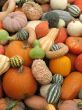 Harvest