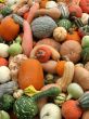 Harvest