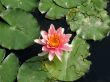 Water lily