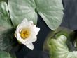 Water lily