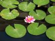 Water lily