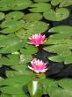 Water lily