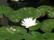 Water lily