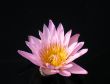 Water lily