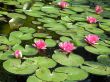 Water lilies
