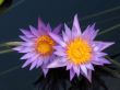 Water lilies