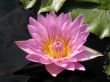Water lily