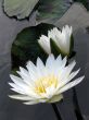 Water lily