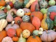 Harvest