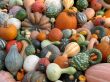 Harvest