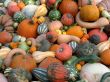Harvest