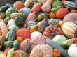 Harvest