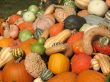 Harvest