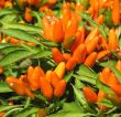 Ornamental pepper