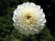 Dahlia
