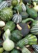 Harvest