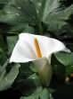 Calla-lily