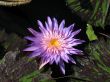 Water lily