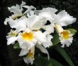 Orchids