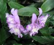Orchids