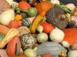 Harvest