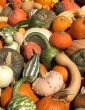 Harvest