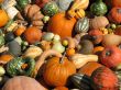 Harvest
