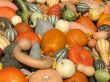 Harvest