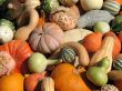 Harvest