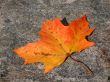 Single leaf