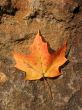 Single leaf