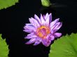 Water lily
