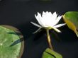 Water lily