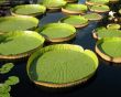 Water-platter
