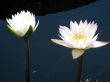 Water lilies