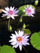Water lilies
