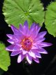 Water lily