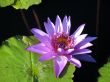 Water lily