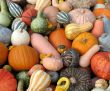 Harvest