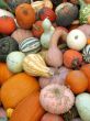 Harvest