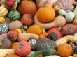 Harvest